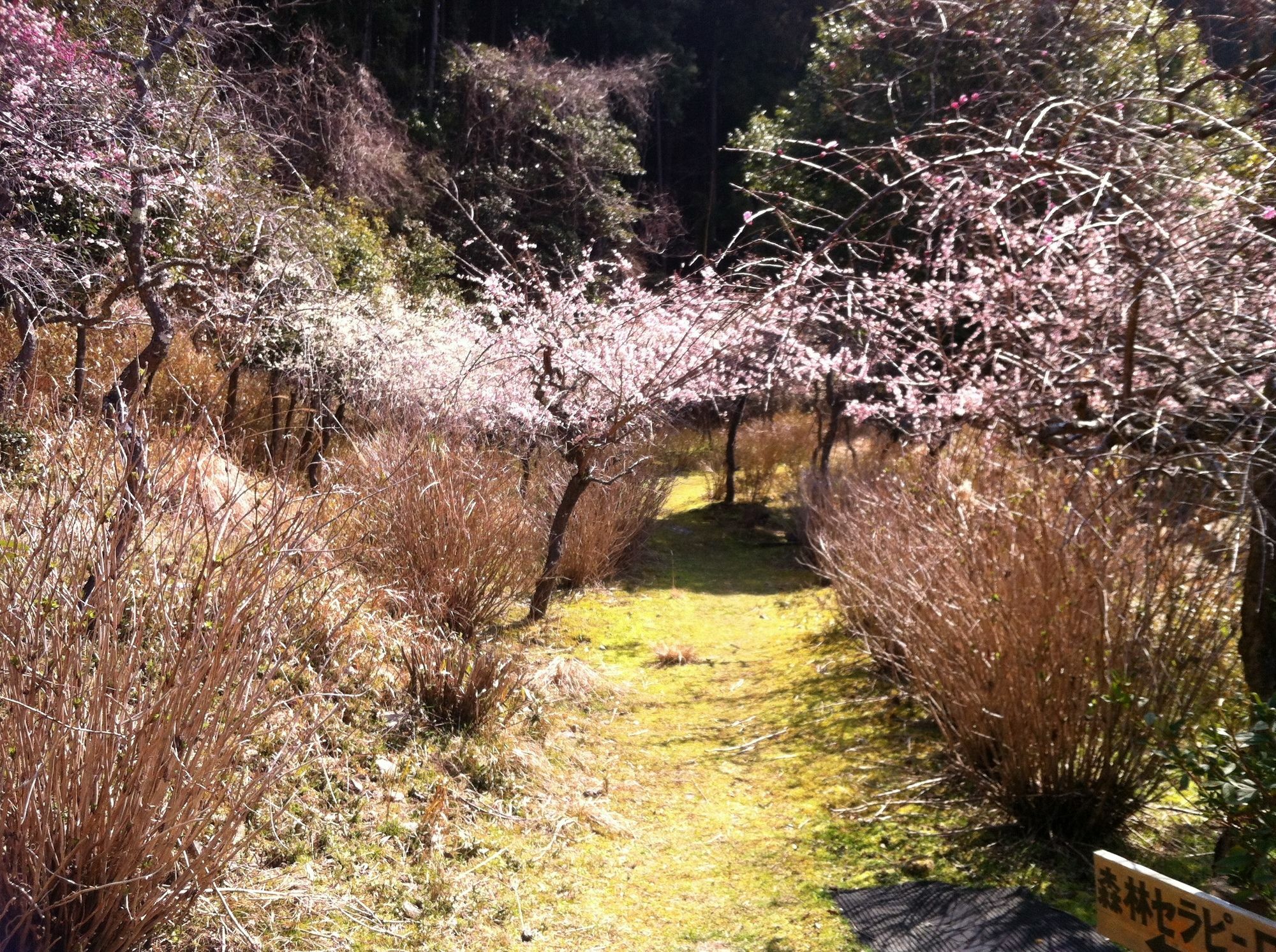 Hinotani Onsen Misugi Resort Tsu Eksteriør bilde