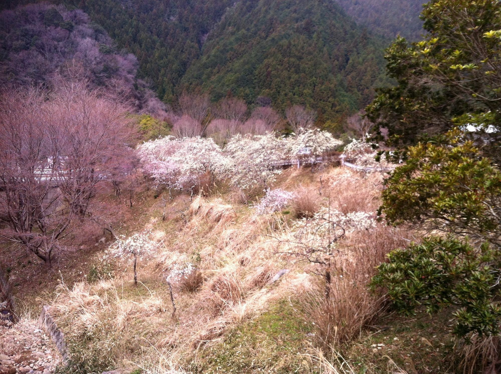 Hinotani Onsen Misugi Resort Tsu Eksteriør bilde